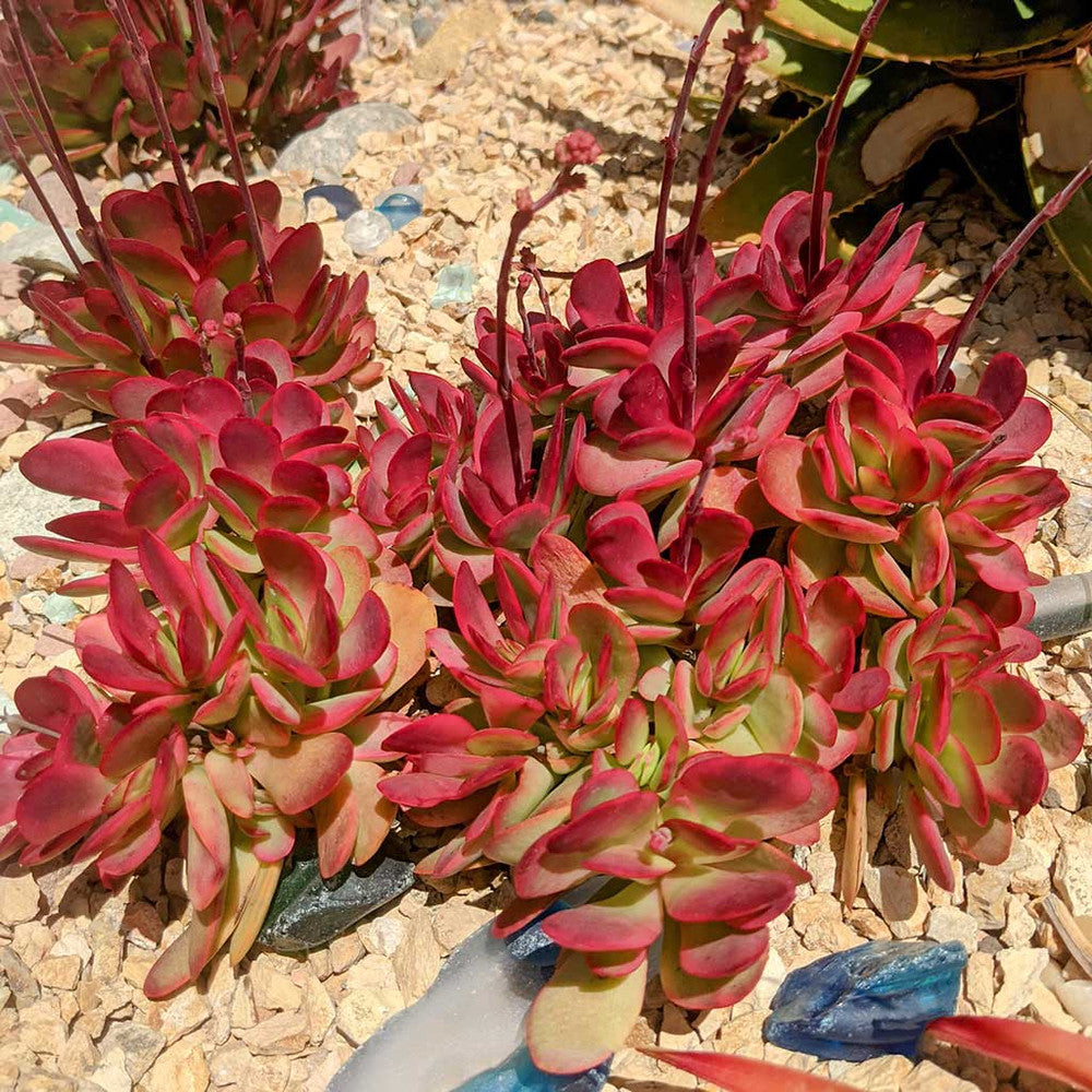 Crassula platyphylla f. variegata
