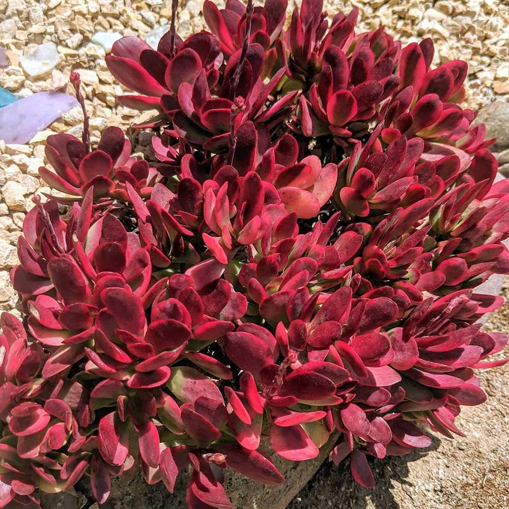 Crassula platyphylla f. variegata