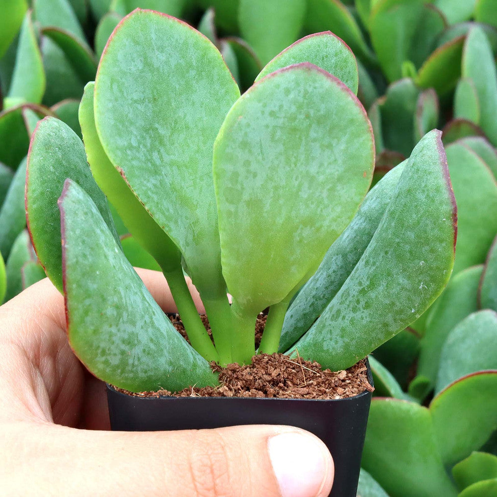 Crassula arborescens 'Blue Hale' Jade