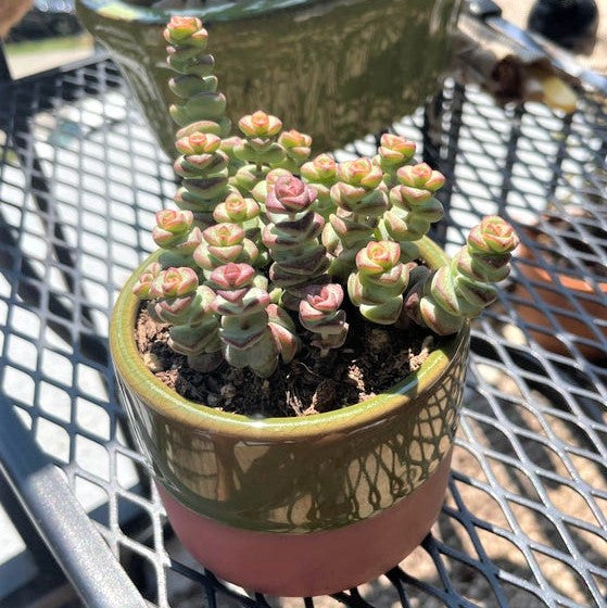 Crassula 'Baby's Necklace'