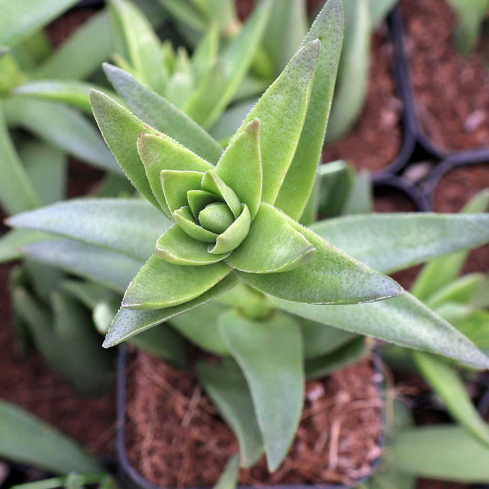 Crassula corymbulosa - Shark's Tooth