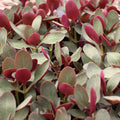 Crassula multicava - Fairy Crassula