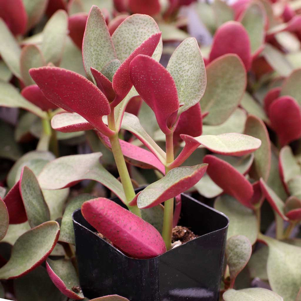 Crassula multicava - Fairy Crassula