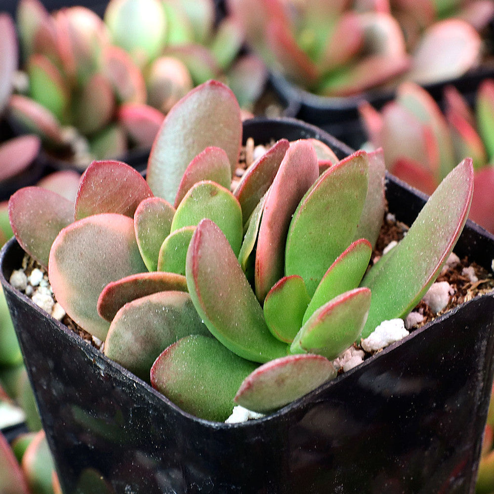 Crassula platyphylla f. variegata