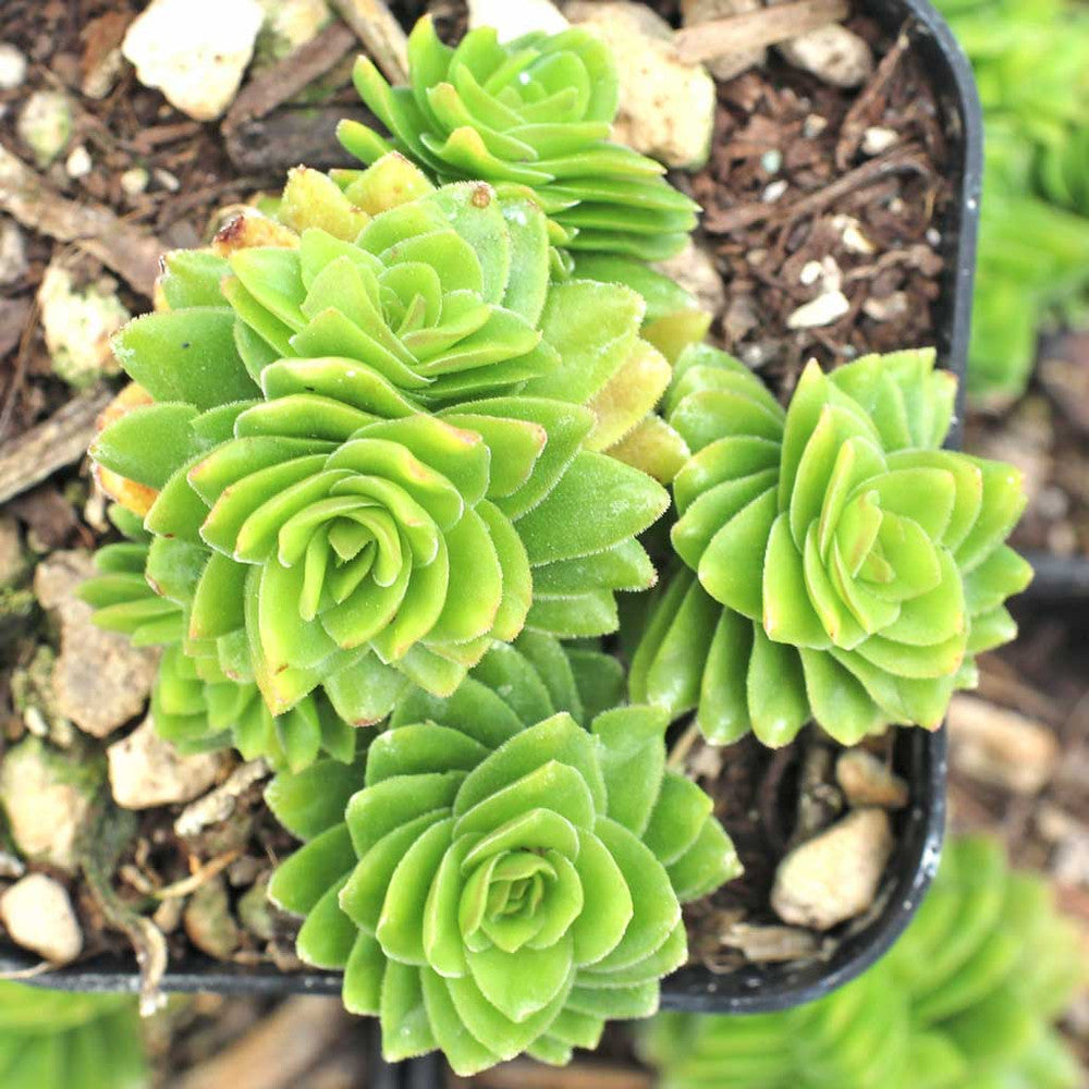 Crassula 'Spiralis Estagnol'