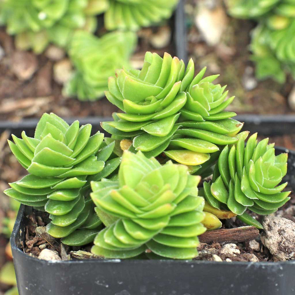 Crassula 'Spiralis Estagnol'