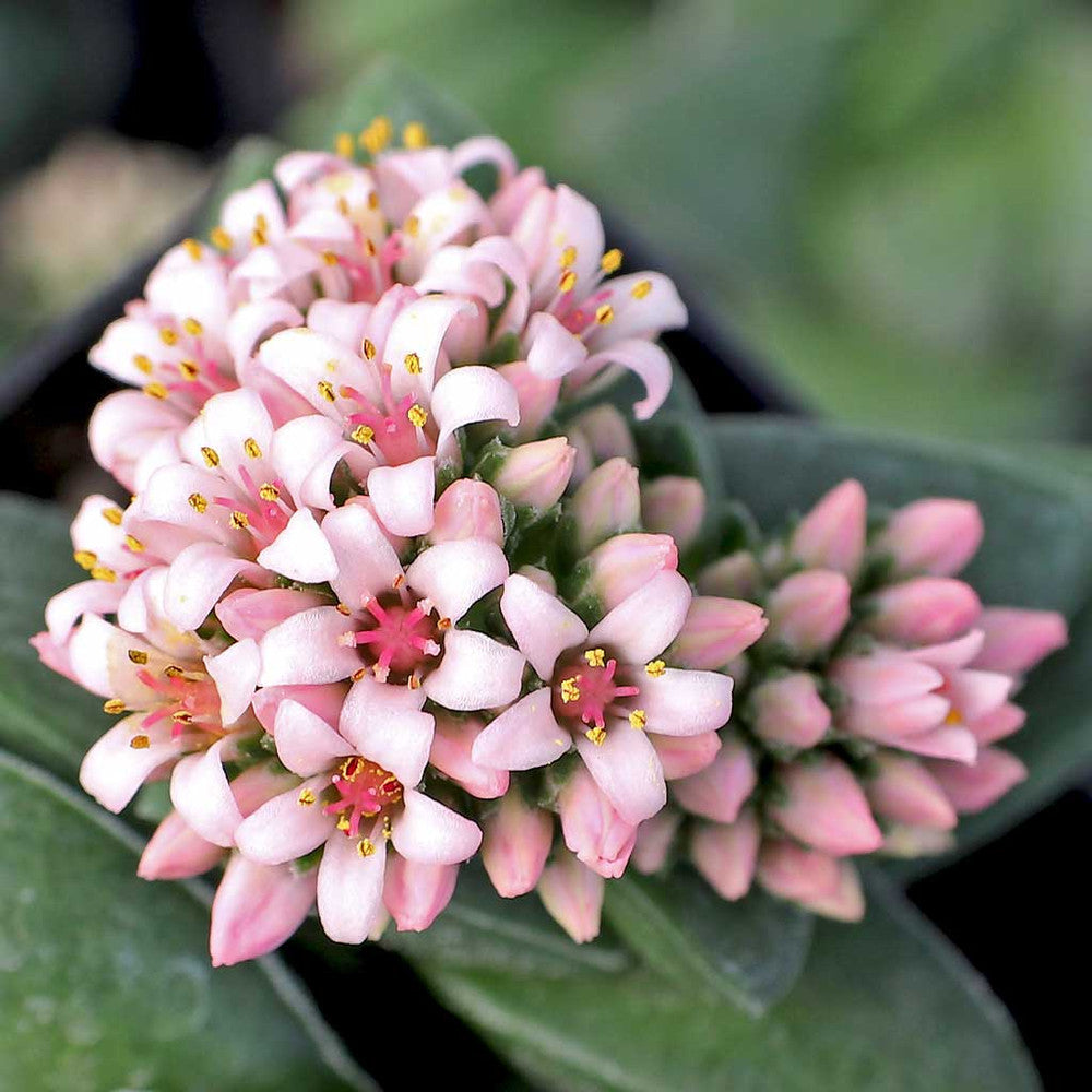 Crassula 'Springtime'