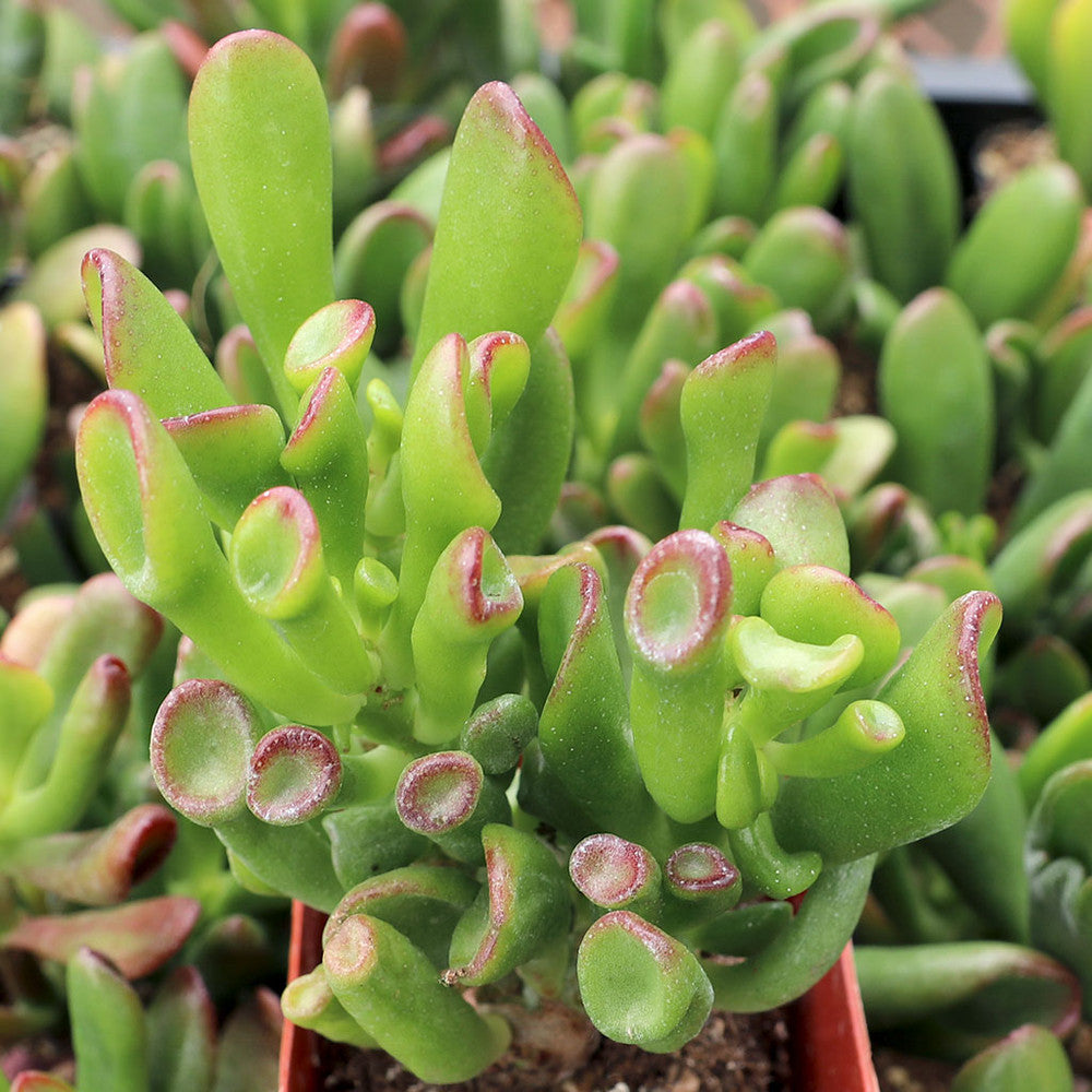 Crassula ovata 'ET's Fingers' Jade