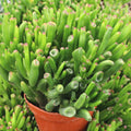 Crassula ovata 'Gollum' Jade [large]