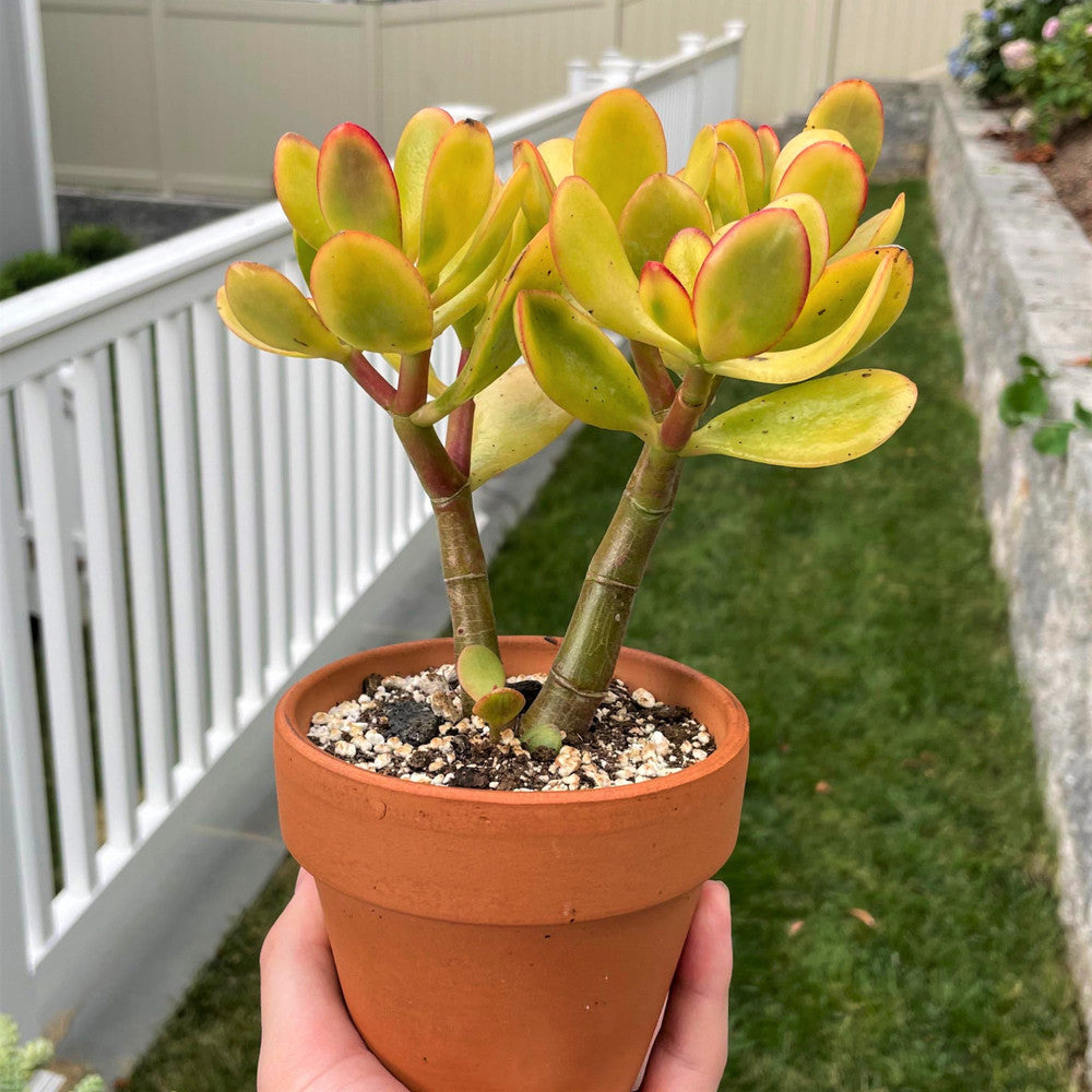 Crassula ovata 'Hummel's Sunset' - Golden Jade