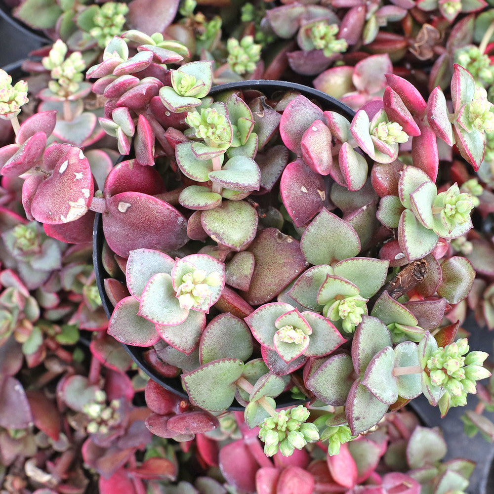 Crassula pellucida ssp. marginalis f. rubra