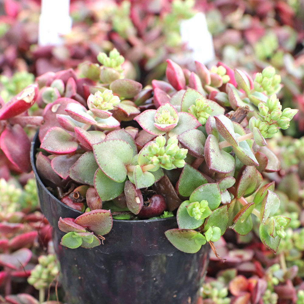 Crassula pellucida ssp. marginalis f. rubra