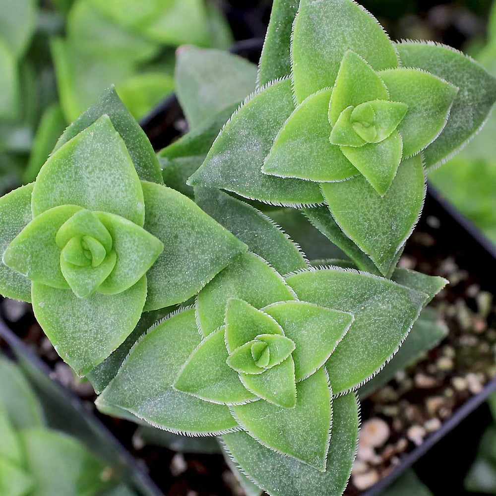 Crassula perforata - String of Buttons