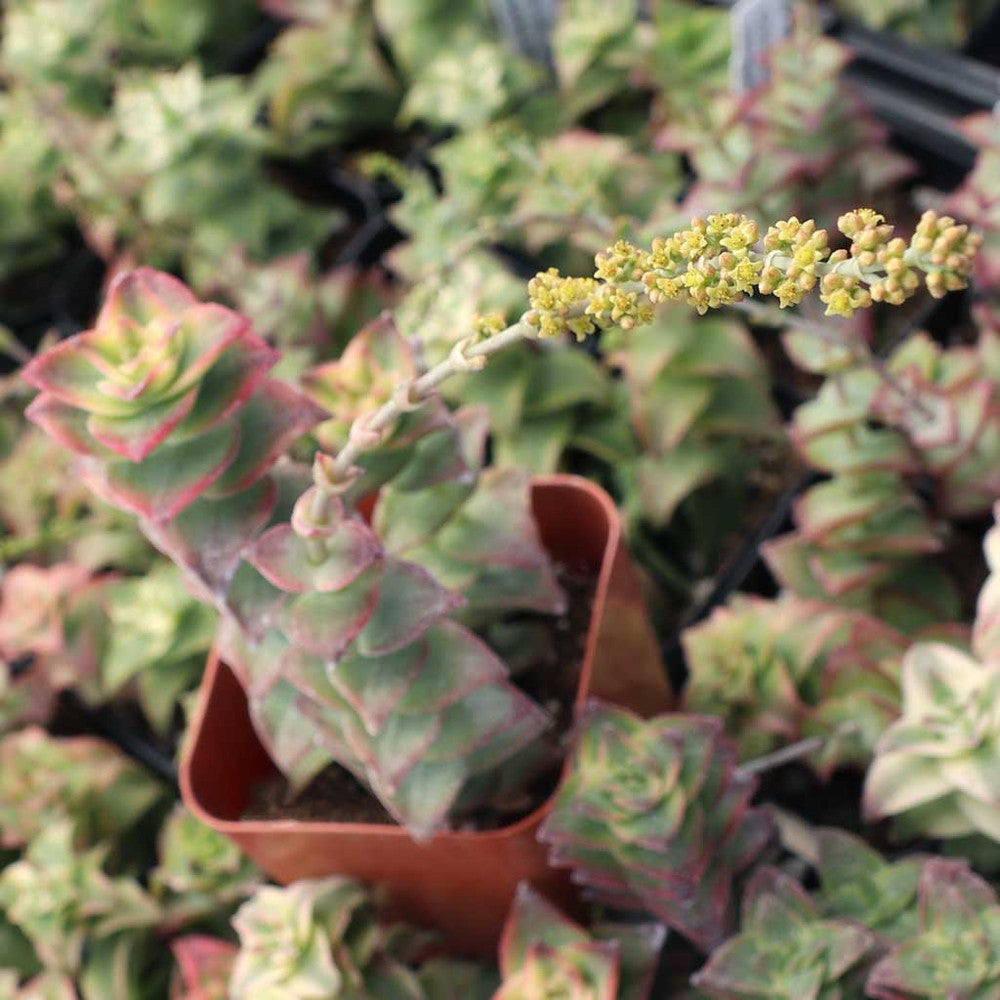 Crassula perforata f. variegata - Variegated String of Buttons