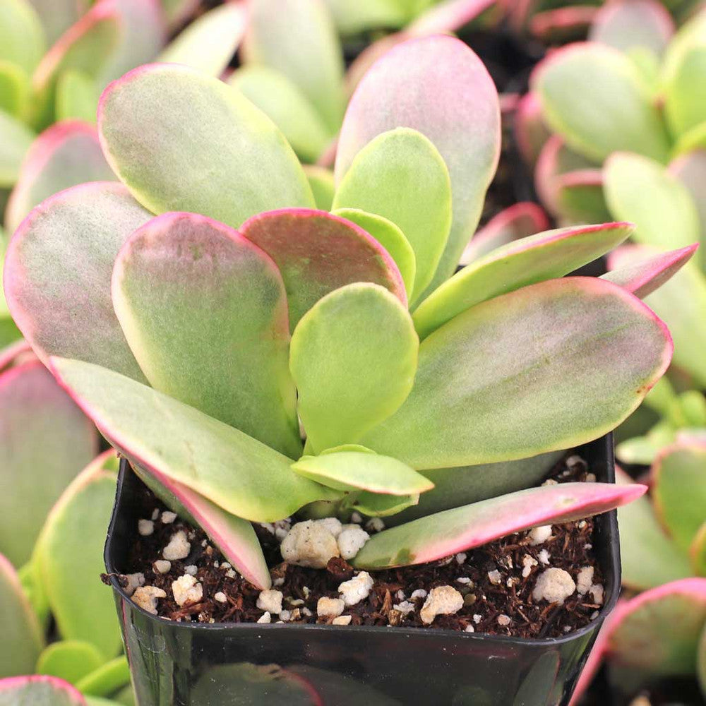 Crassula platyphylla f. variegata