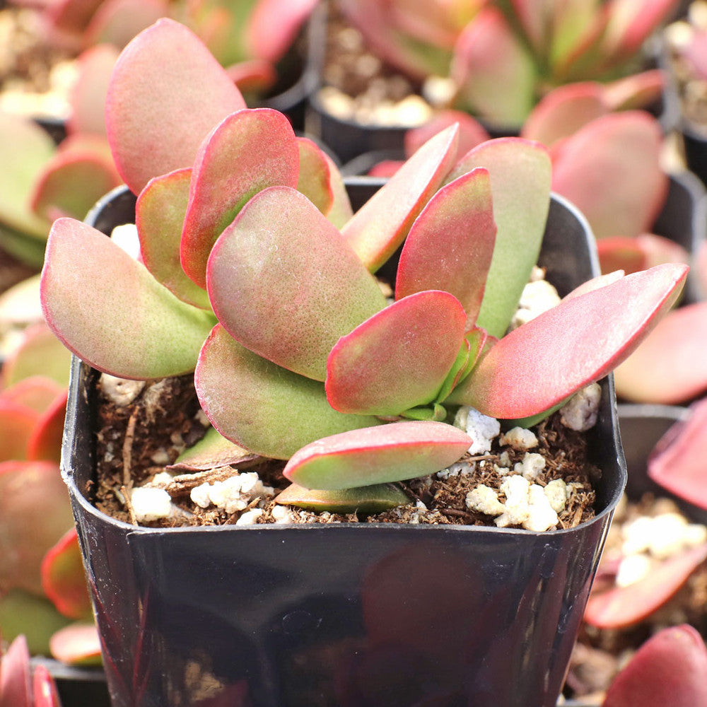 Crassula pubescens ssp. radicans - Large Red Carpet Stonecrop