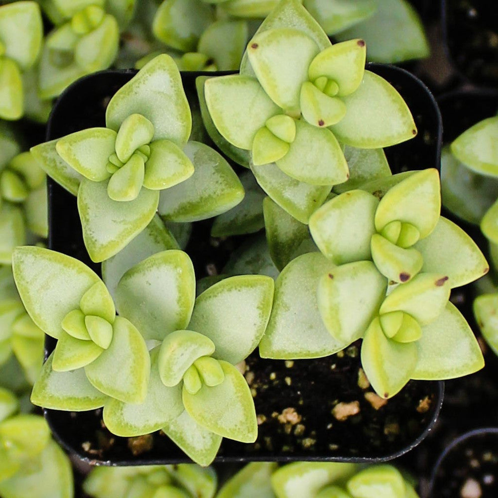 Crassula rupestris Rosary Vine