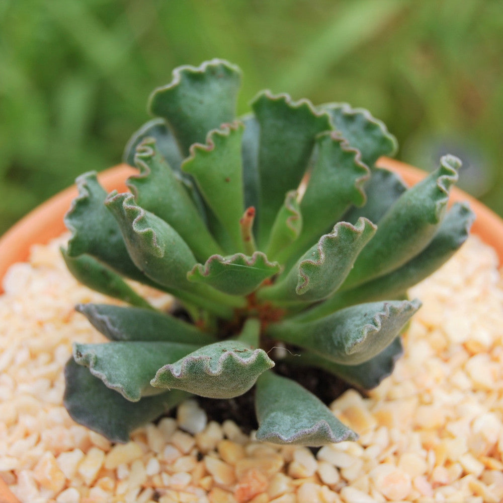 Adromischus cristatus - Crinkle-Leaf Plant
