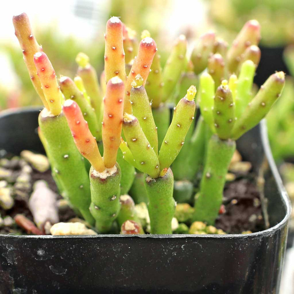 Hatiora salicornioides - Dancing Bones Cactus