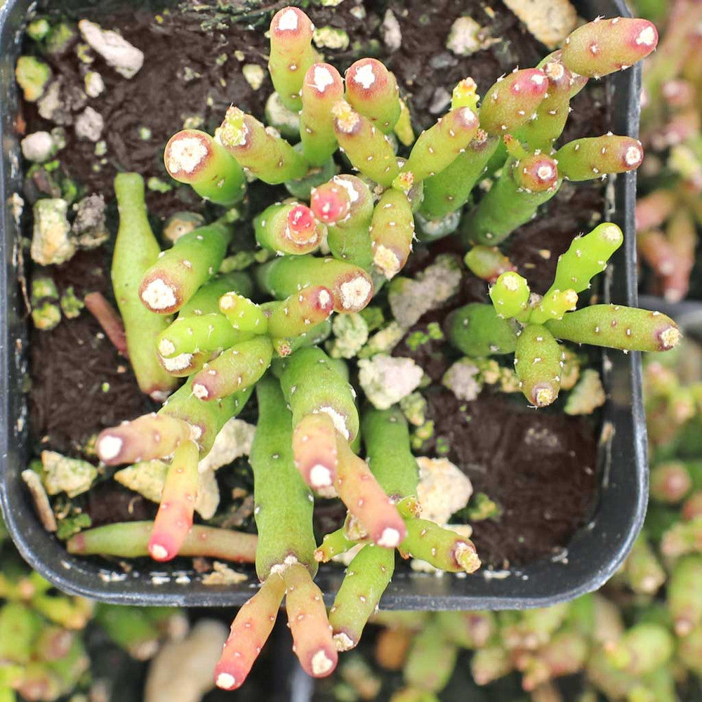Hatiora salicornioides - Dancing Bones Cactus