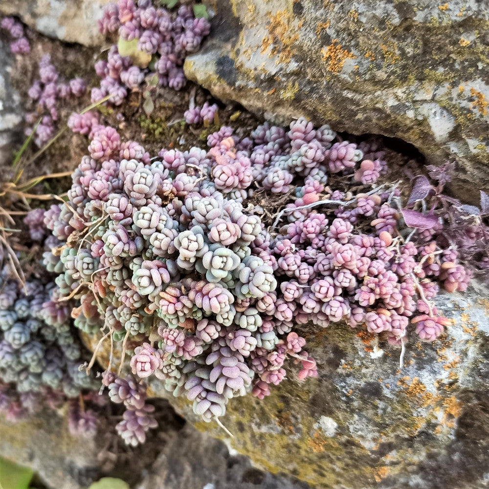 Sedum dasyphyllum - Corsican Stonecrop