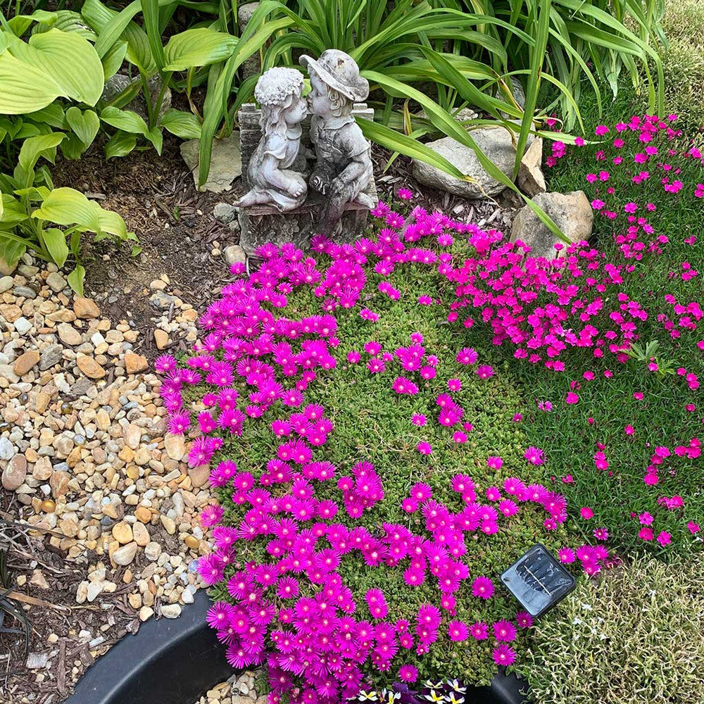 Delosperma cooperi - Trailing Ice Plant