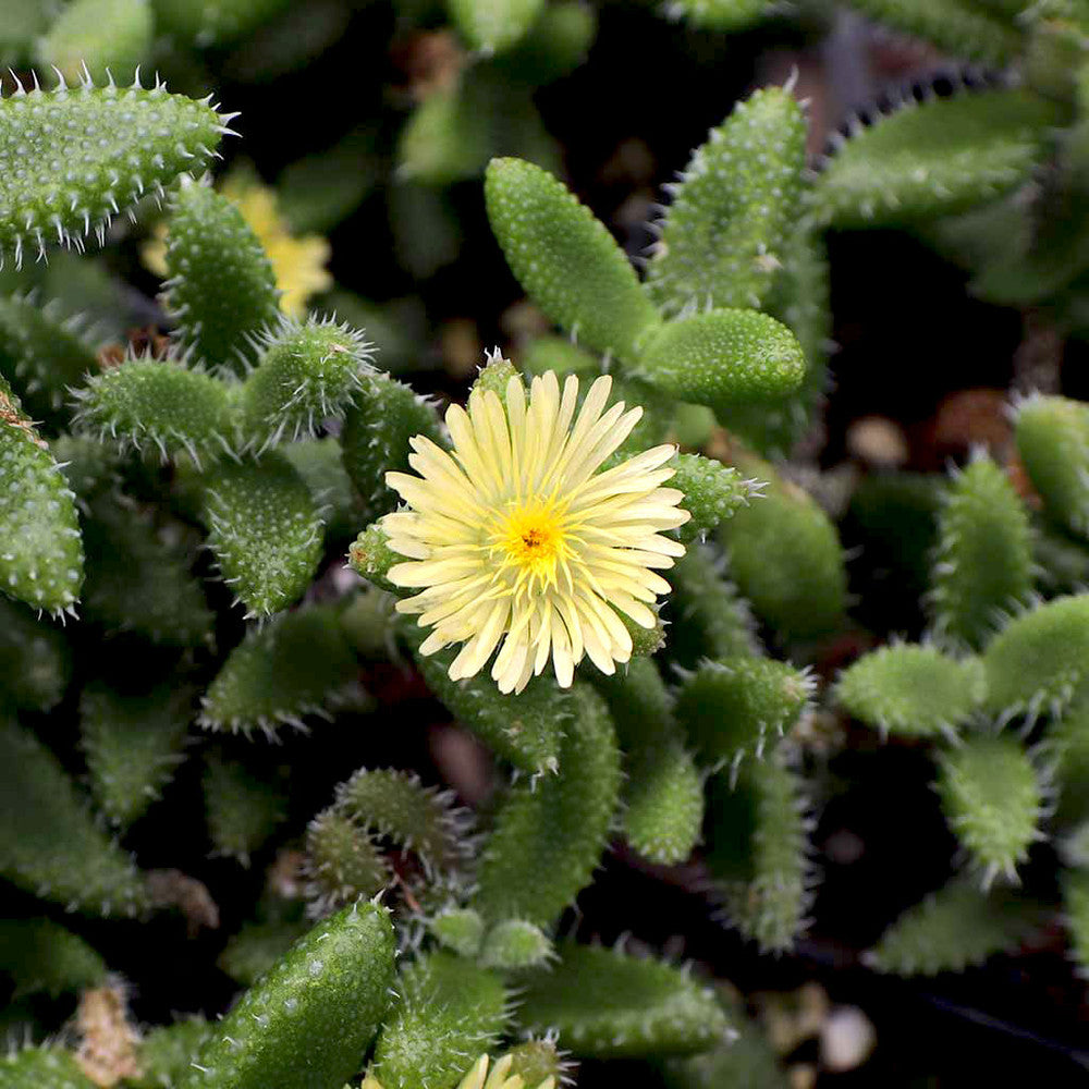 Delosperma echinatum - Pickle Plant