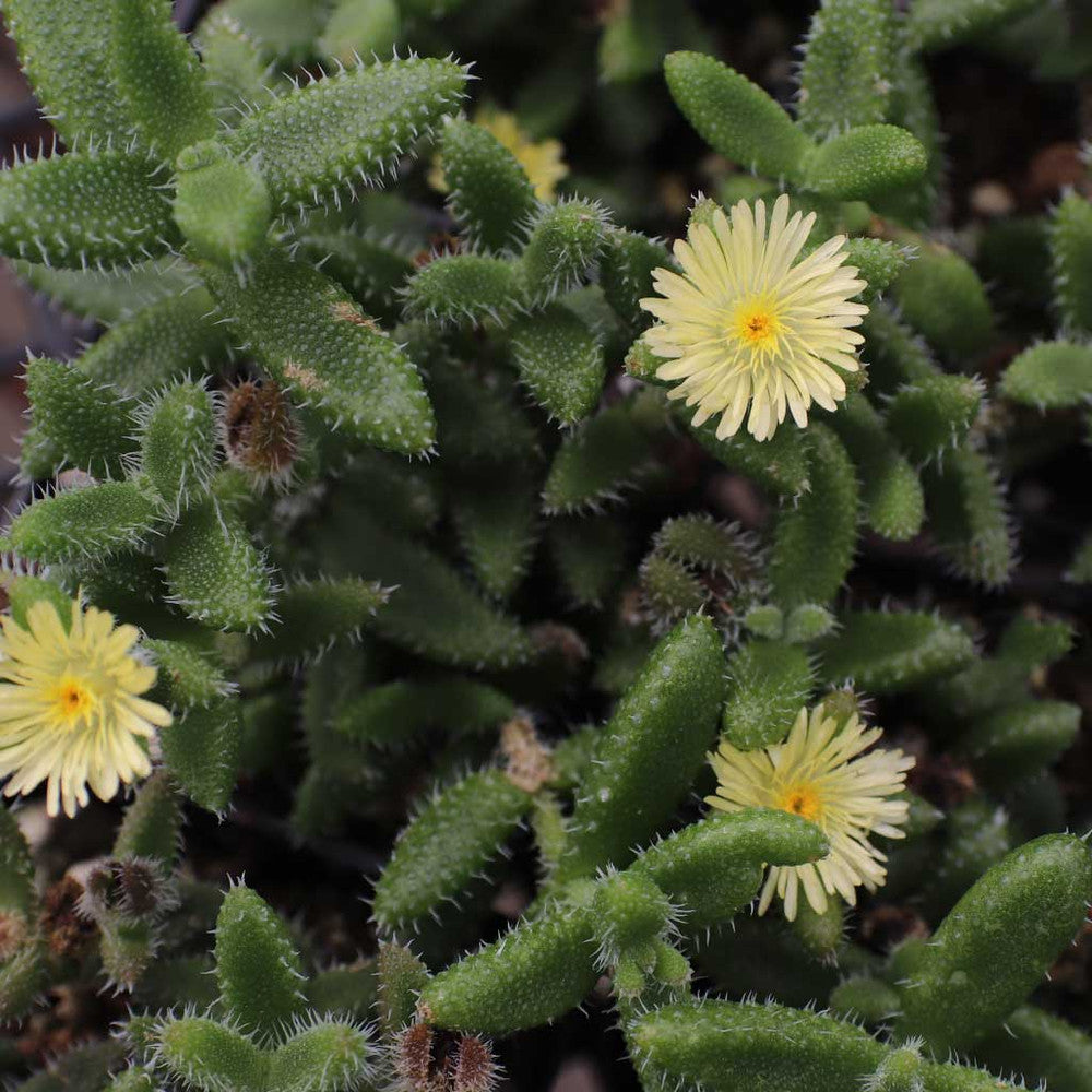 Delosperma echinatum - Pickle Plant