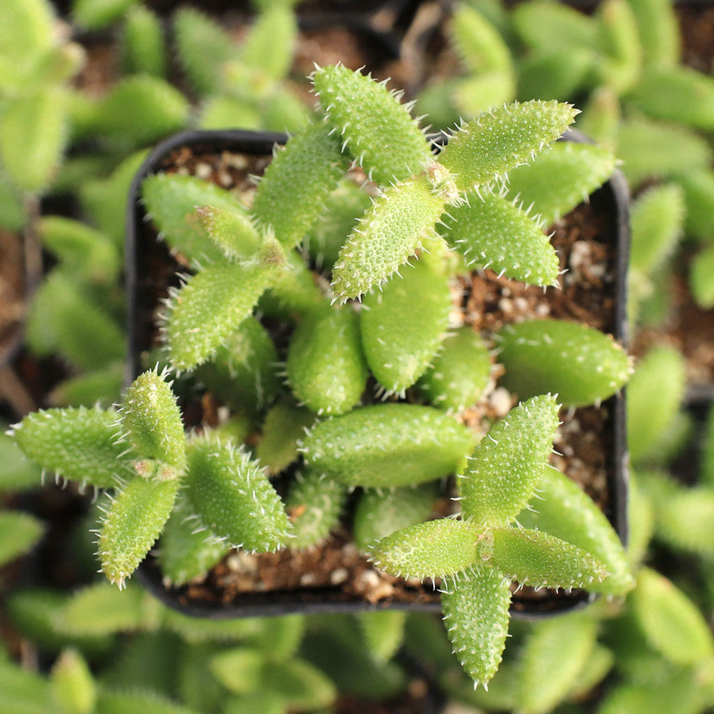 Delosperma echinatum - Pickle Plant