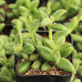 Delosperma echinatum - Pickle Plant