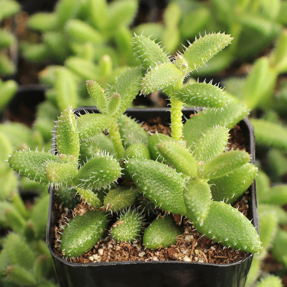 Delosperma echinatum - Pickle Plant