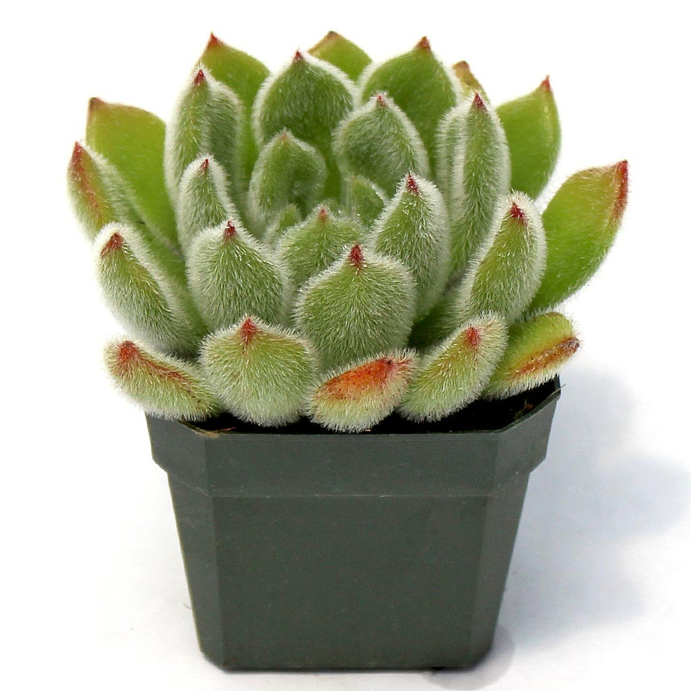 Echeveria 'Doris Taylor' - Woolly Rose