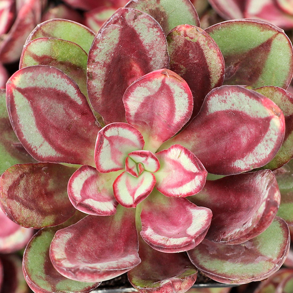 Echeveria nodulosa 'Benitsukasa'