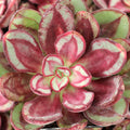Echeveria nodulosa 'Benitsukasa'