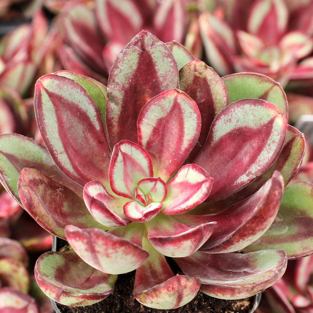 Echeveria nodulosa 'Benitsukasa'