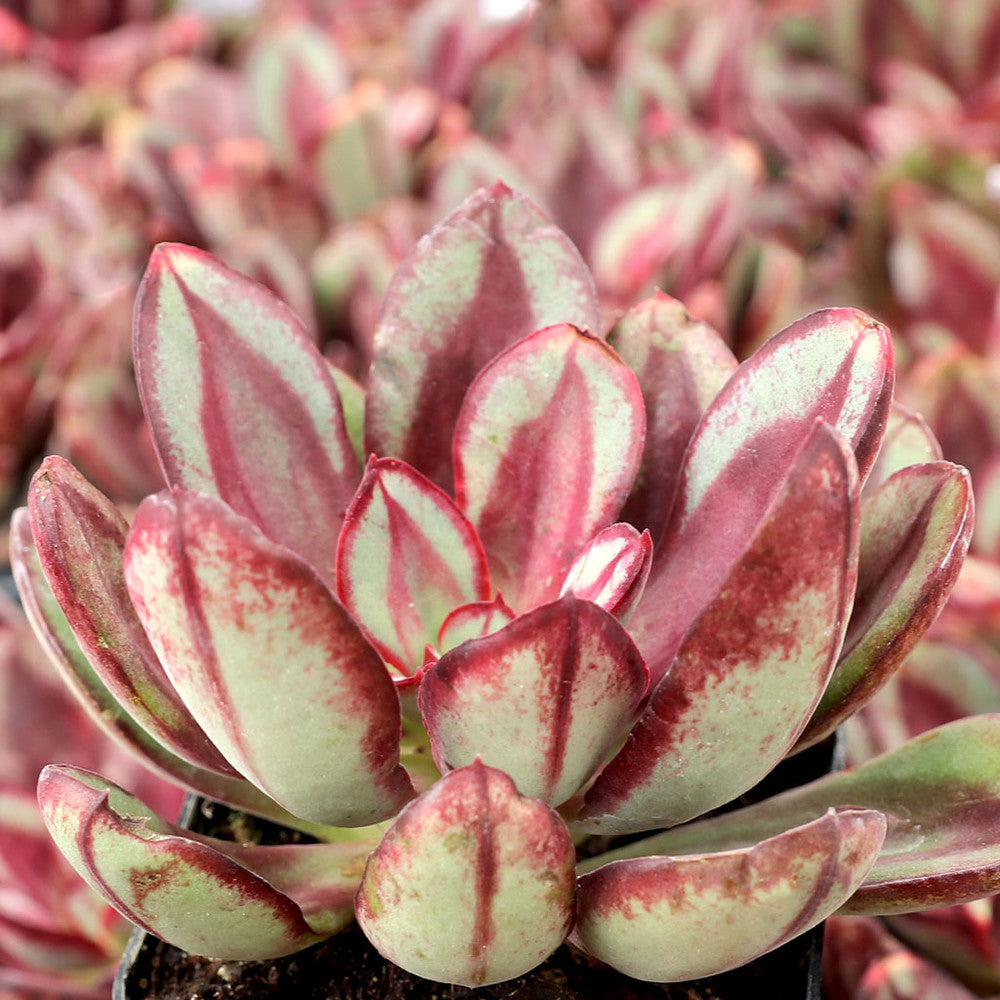 Echeveria nodulosa 'Benitsukasa'