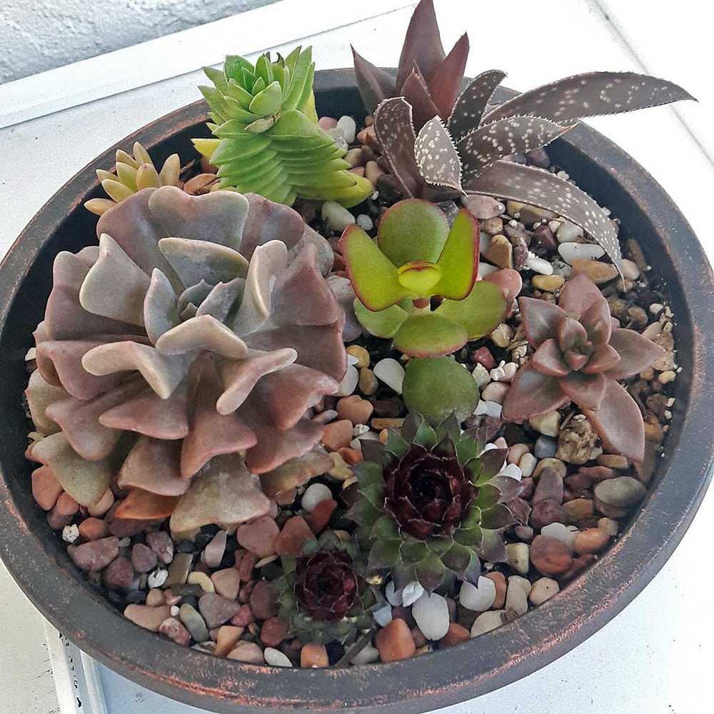 Echeveria 'Cubic Frost'™