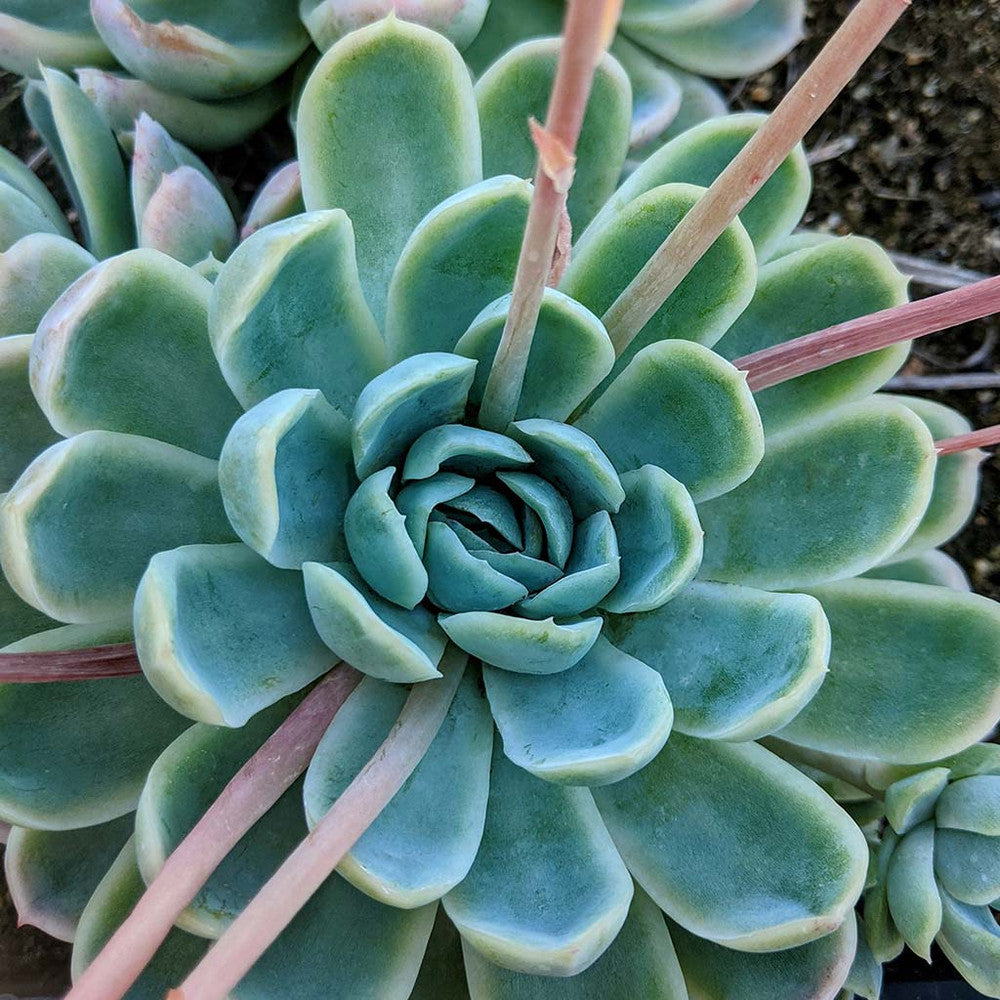 Echeveria elegans - Mexican Snowball