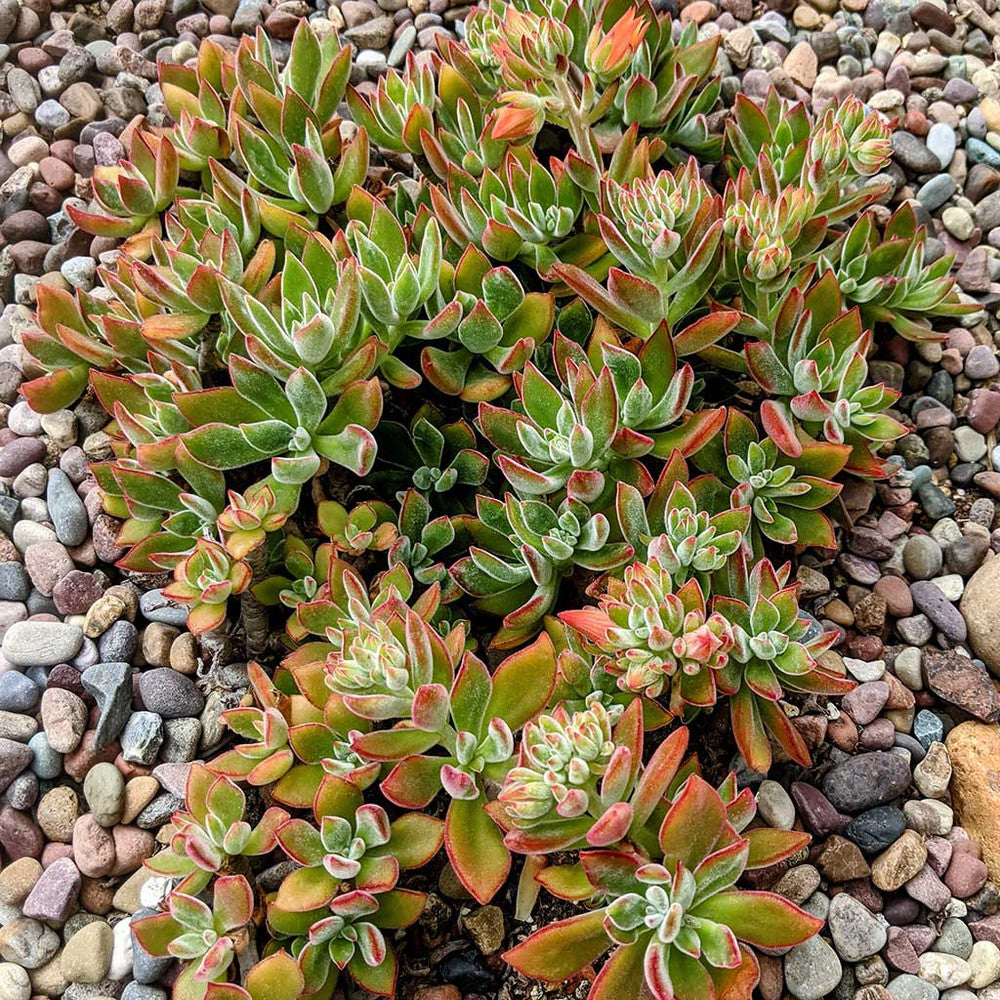 Echeveria harmsii 'Ruby Slippers'