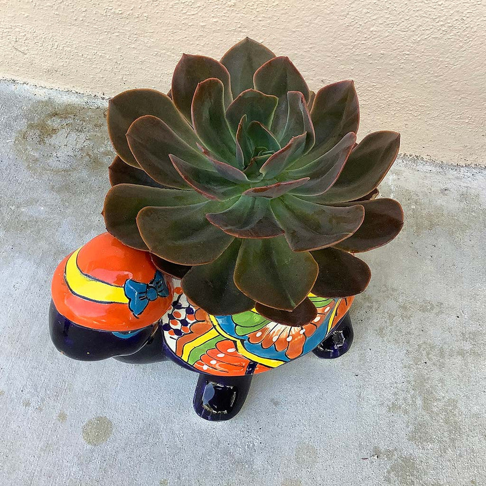 Echeveria 'Melaco'