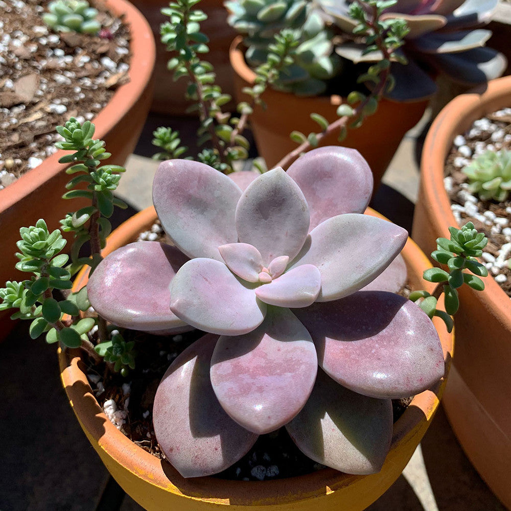 Graptopetalum 'Murasaki'