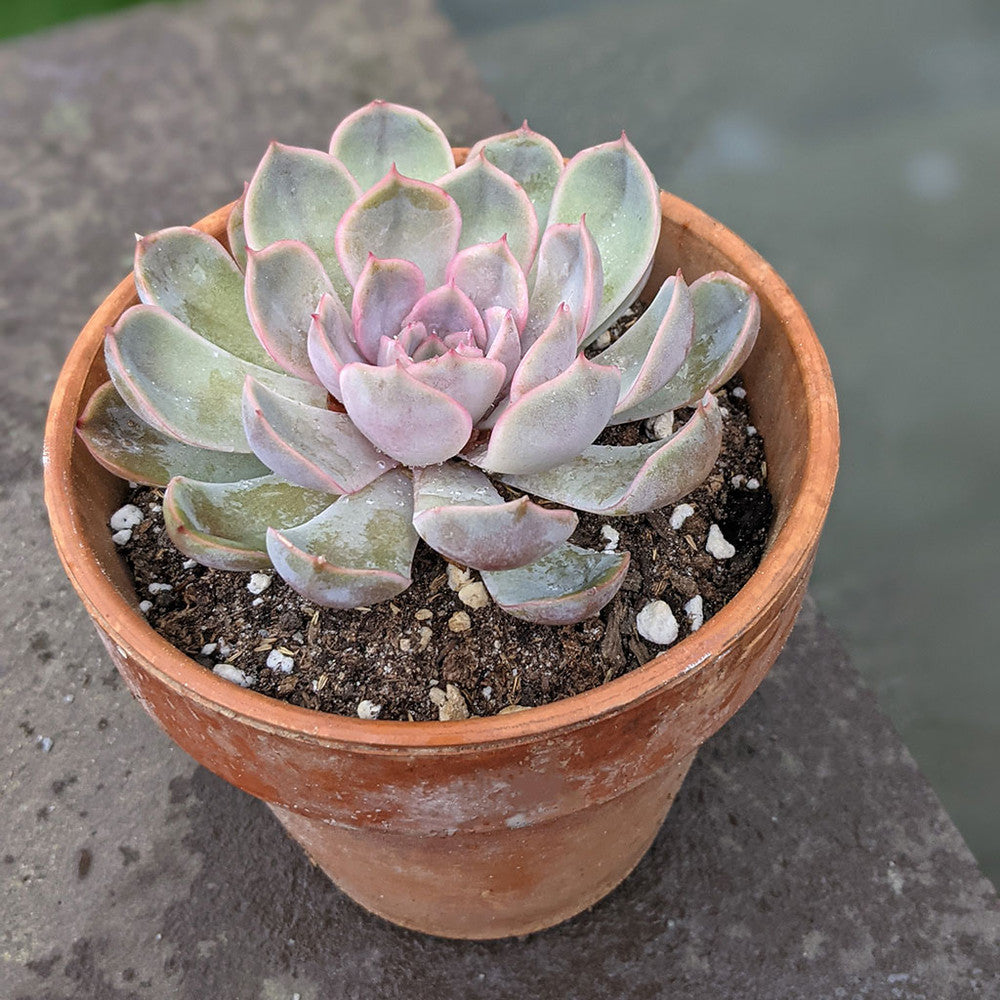 Echeveria 'Orion'