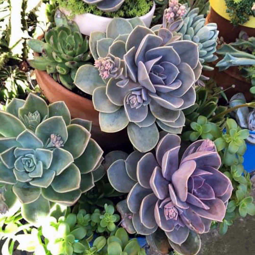 Echeveria 'Perle von Nurnberg'