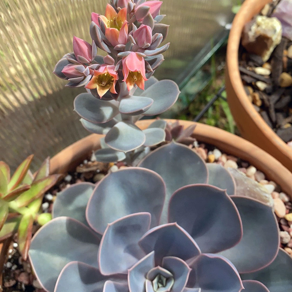Echeveria 'Perle von Nurnberg'
