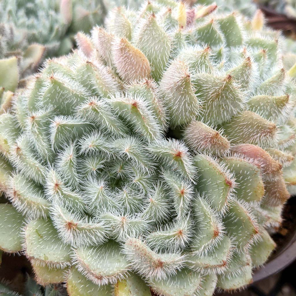 Echeveria setosa var. minor