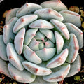 Echeveria 'Azulita'