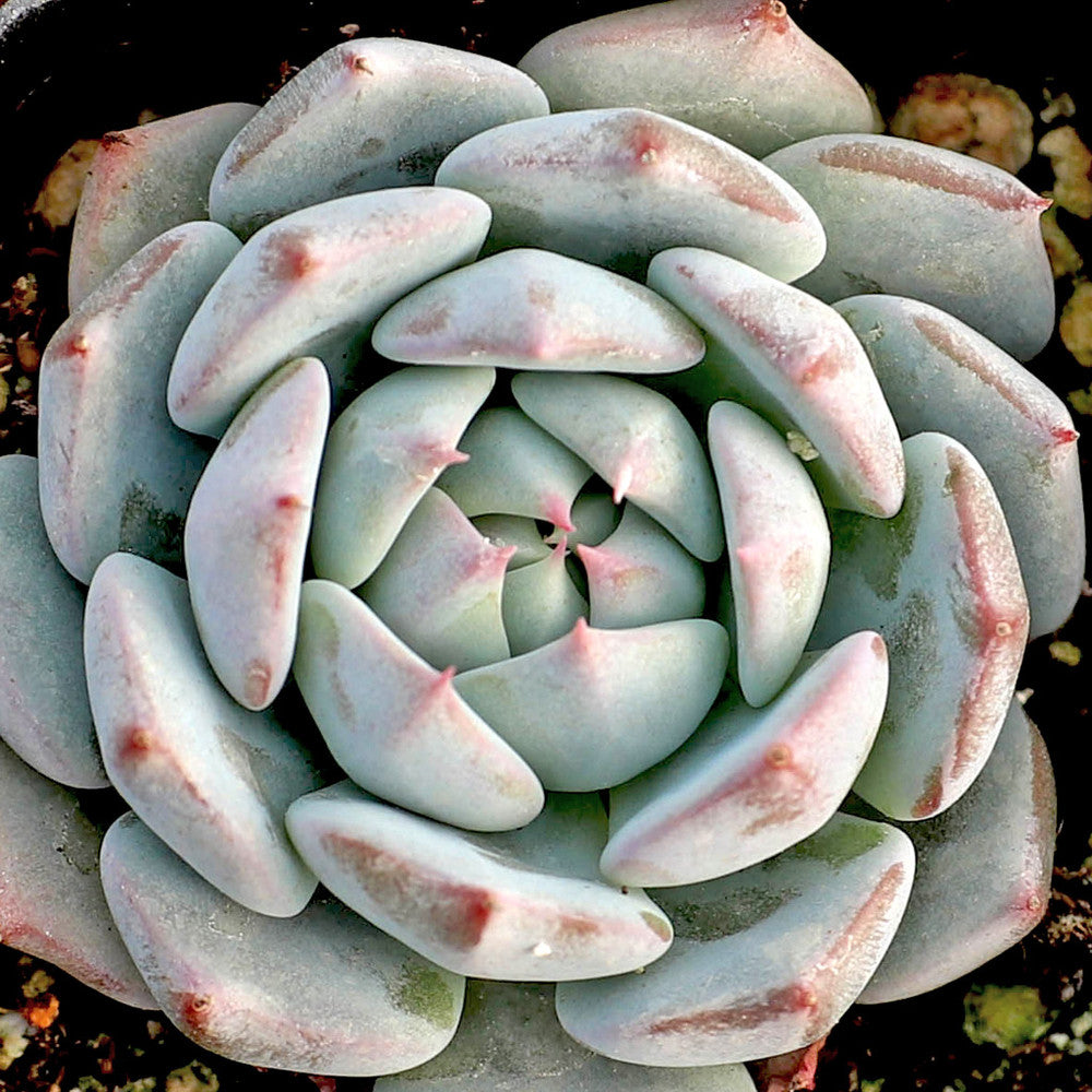 Echeveria 'Azulita'