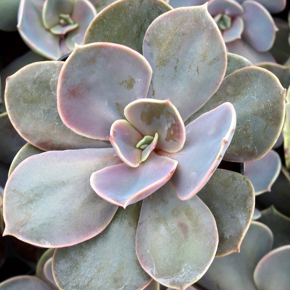 Echeveria 'Trompette'