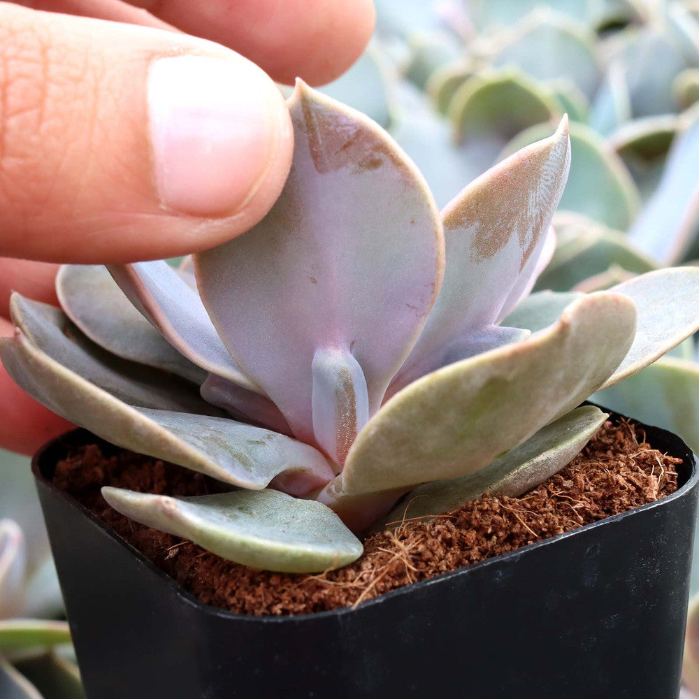 Echeveria 'Trompette'