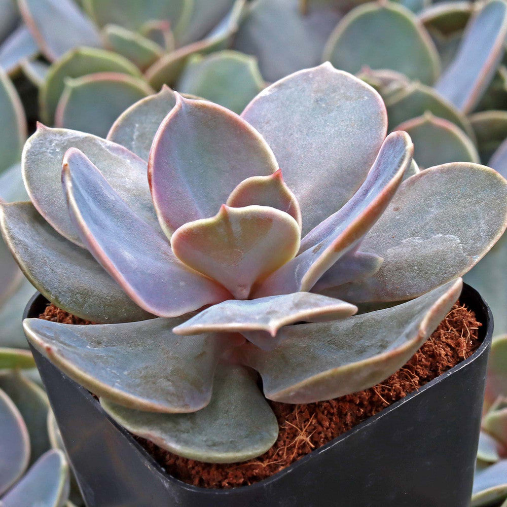 Echeveria 'Trompette'